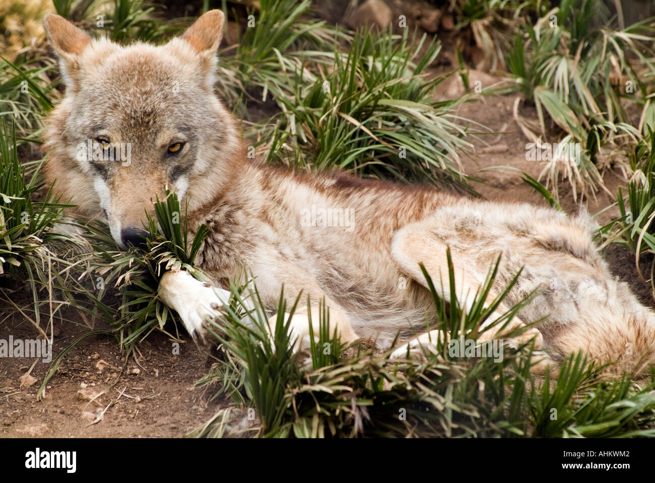 russian alpha male wolf resting while keeping an eye on his pack Stock Photo