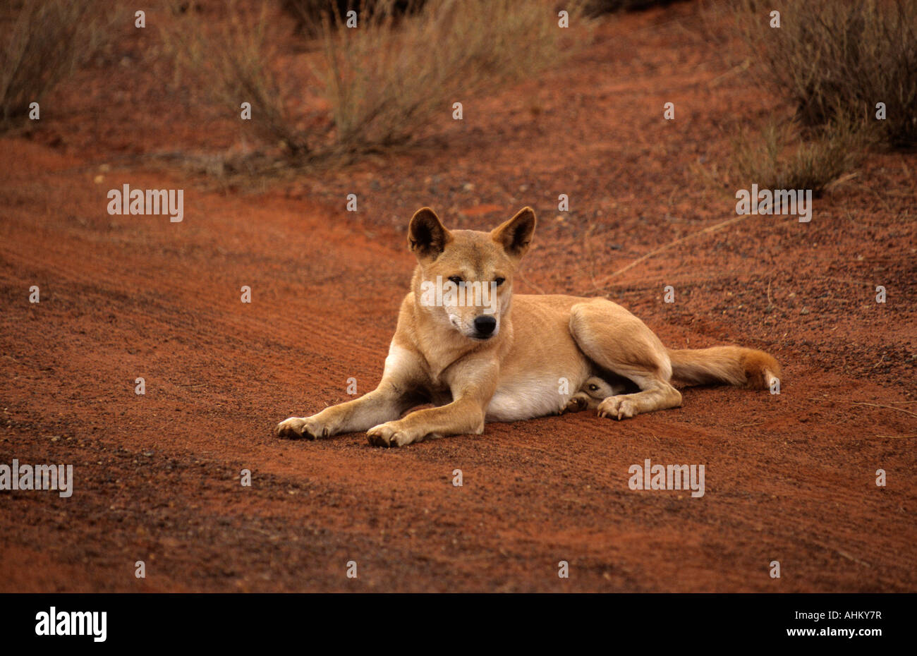 Dingo sitzend männlich Canis familiaris Nähe Ayers Rock dingo sitting male near Ayers Rock Australia Stock Photo