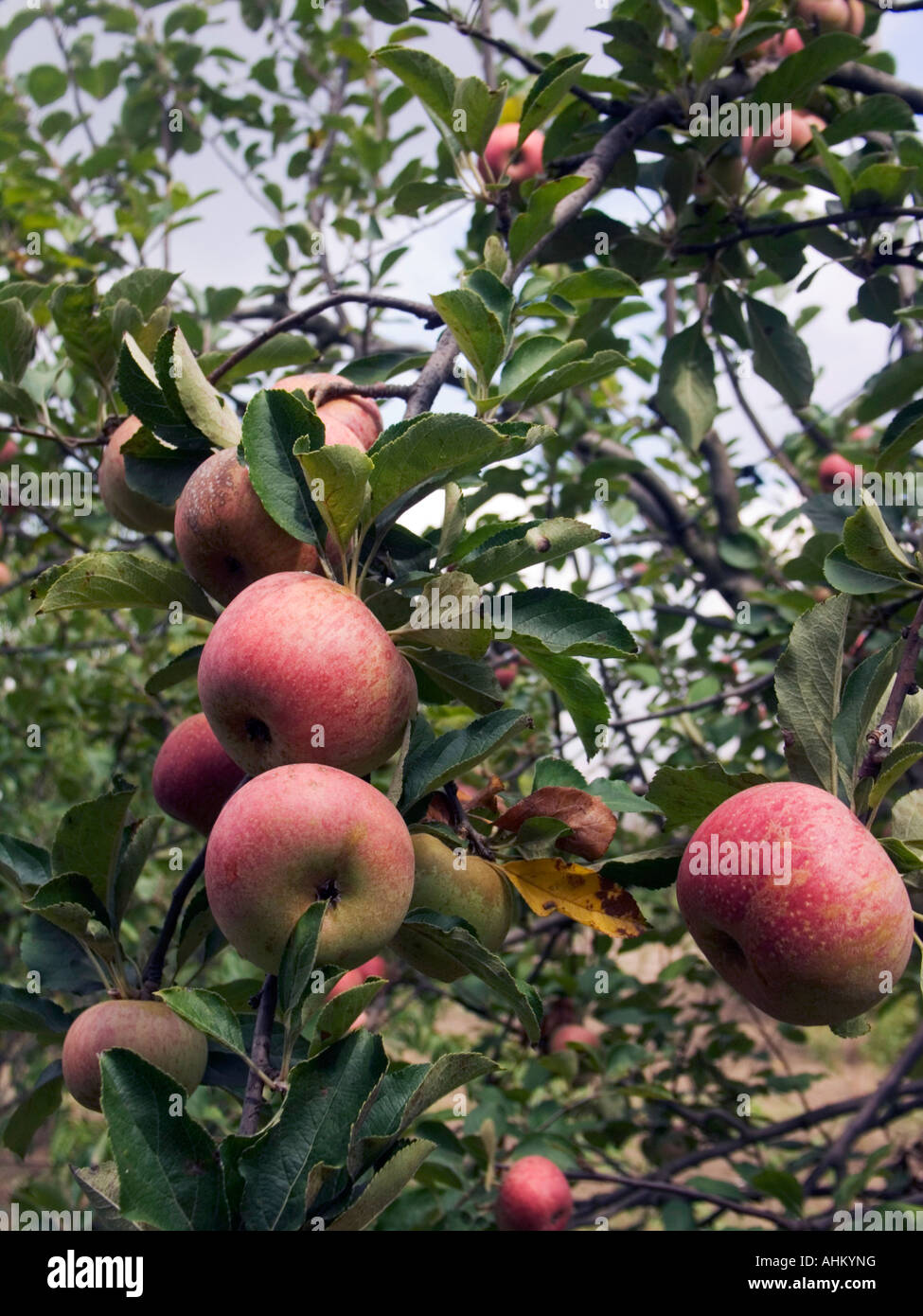 Annurca apple hires stock photography and images Alamy