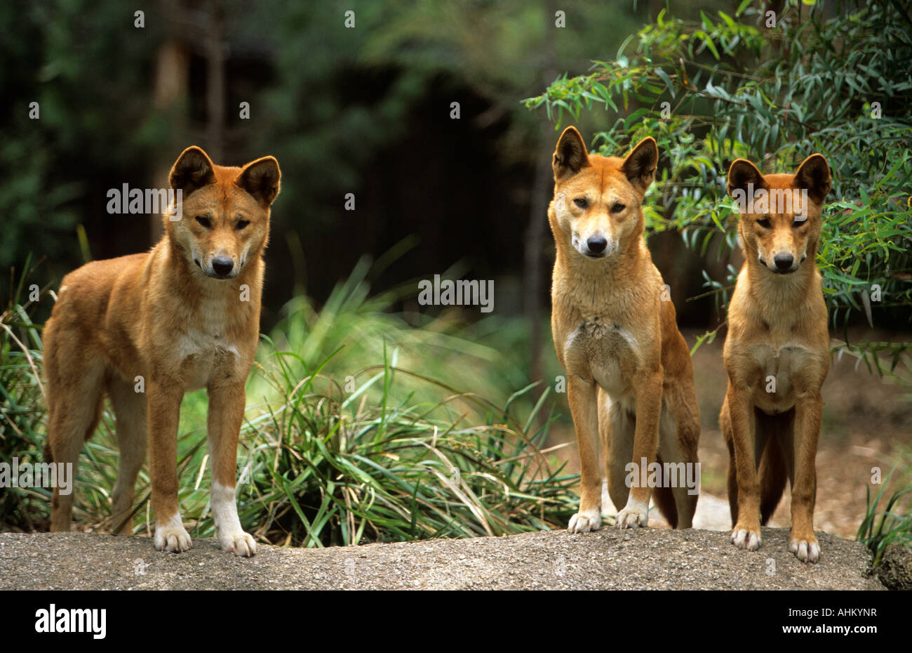 drei Dingos stehend Canis familiaris dingo three dingos standing Stock Photo