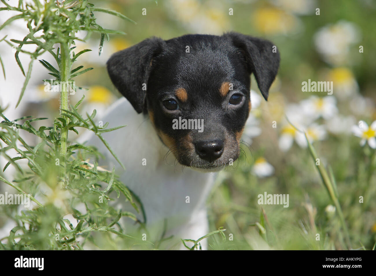Ratonero Bodeguero Andaluz - puppy on meadow Stock Photo
