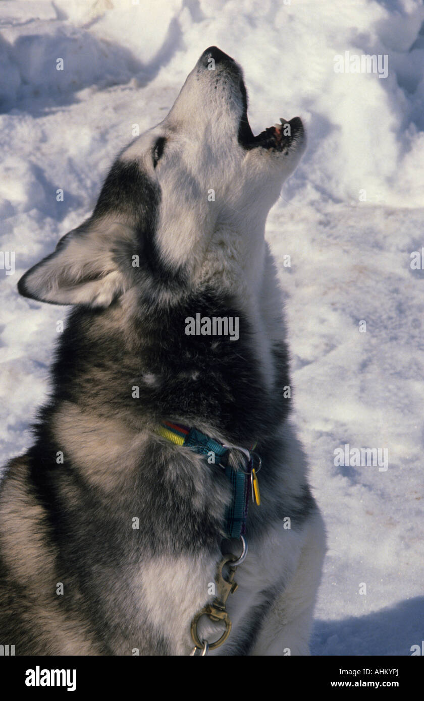 Hund Schlittenhund heulend dog sibirian husky wailing Stock Photo