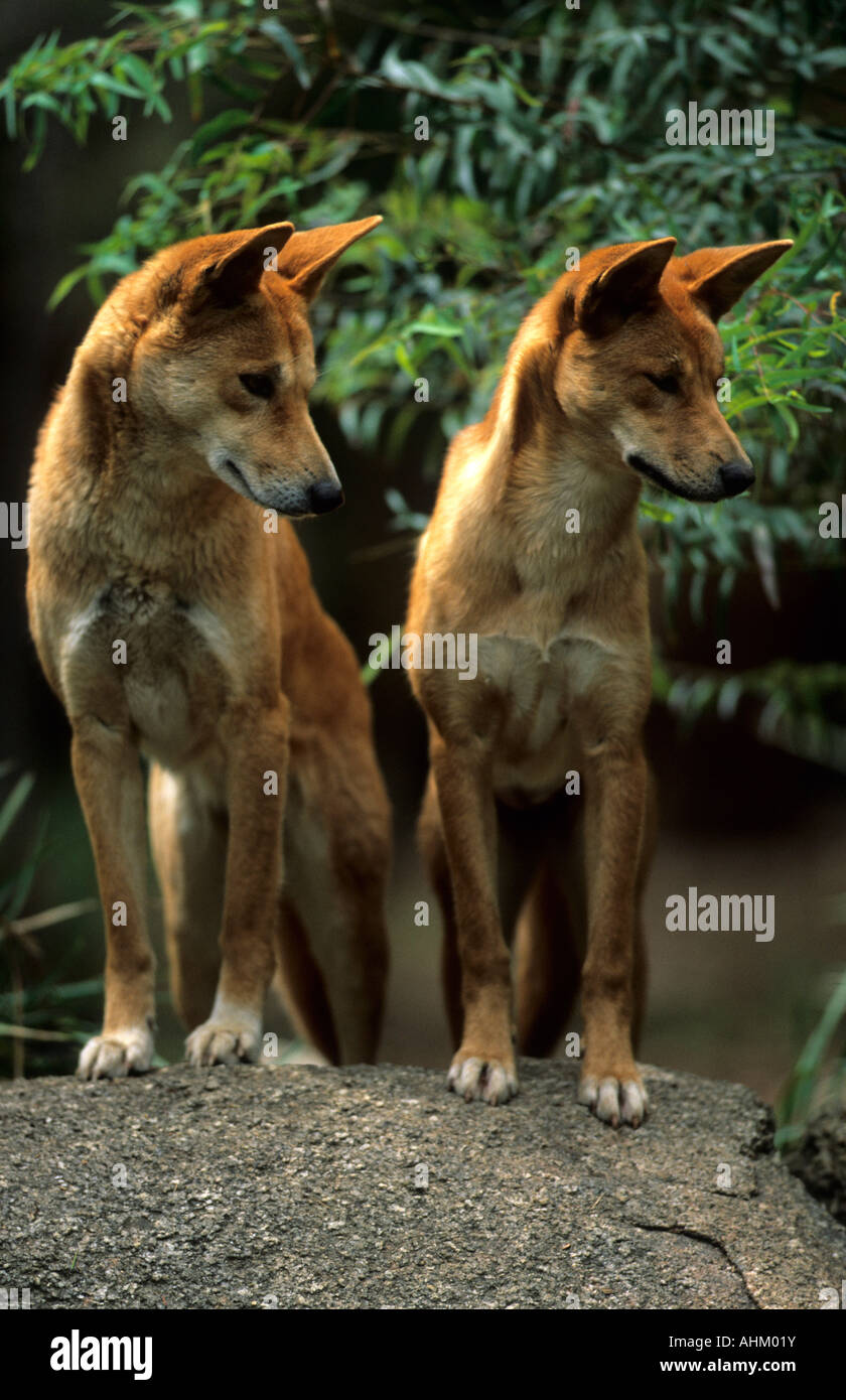 zwei Dingos auf Stein stehend Canis familiaris dingo two dingos standing on stone Stock Photo