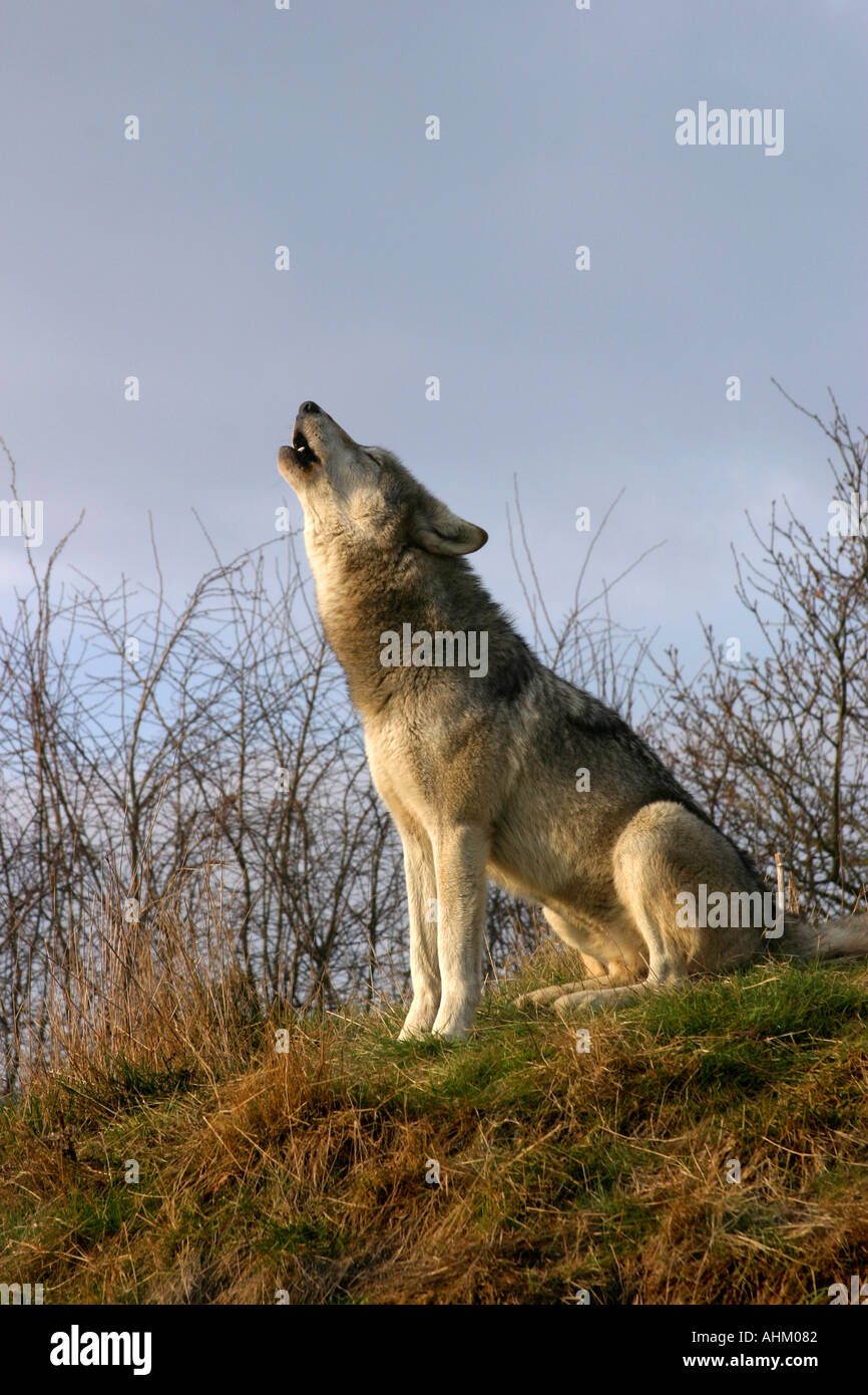 Canis Lupus, European wolf, howling Stock Photo - Alamy