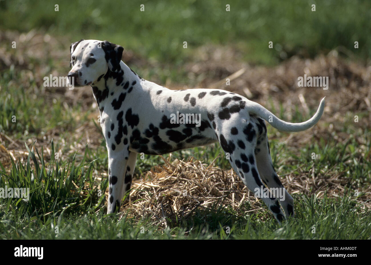 junger Dalmatiner Hund auf Wiese young dalmatian dog in grassland Stock Photo