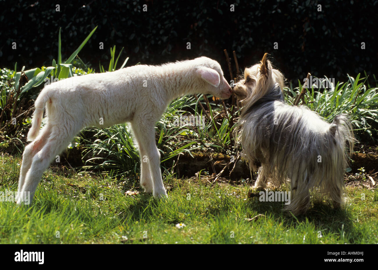 Yorkshire Terrier und Lamm yorkshire terrier and lamb Stock Photo