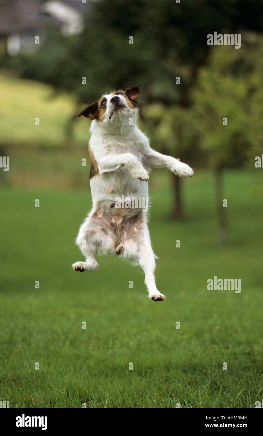 Jack Russel Terrier macht Luftsprung auf Wiese Jack Russel Terrier cuts a caper jumps Stock Photo