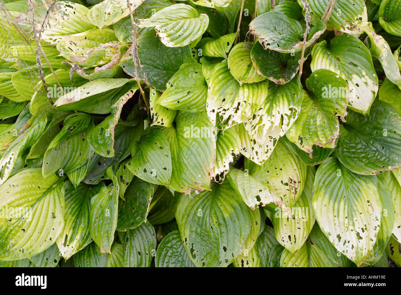 Texture of green leaves of Hosta Wide Brim Liliaceae plantain lily funkia botanical garden Gothenburg Sweden Stock Photo