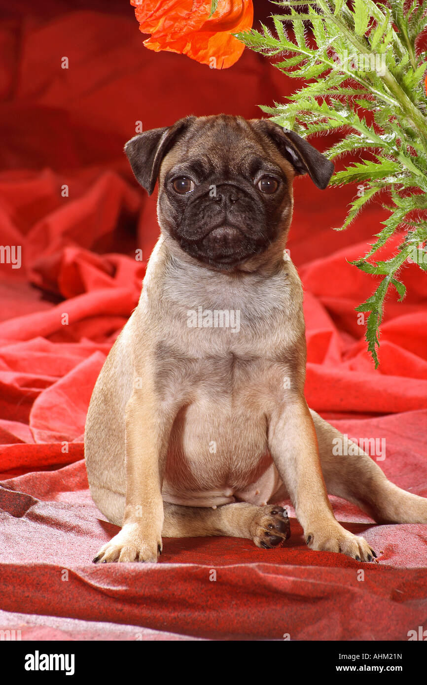 pug puppy sitting Stock Photo Alamy