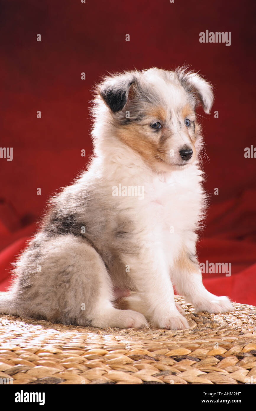 Sheltie - puppy - sitting Stock Photo