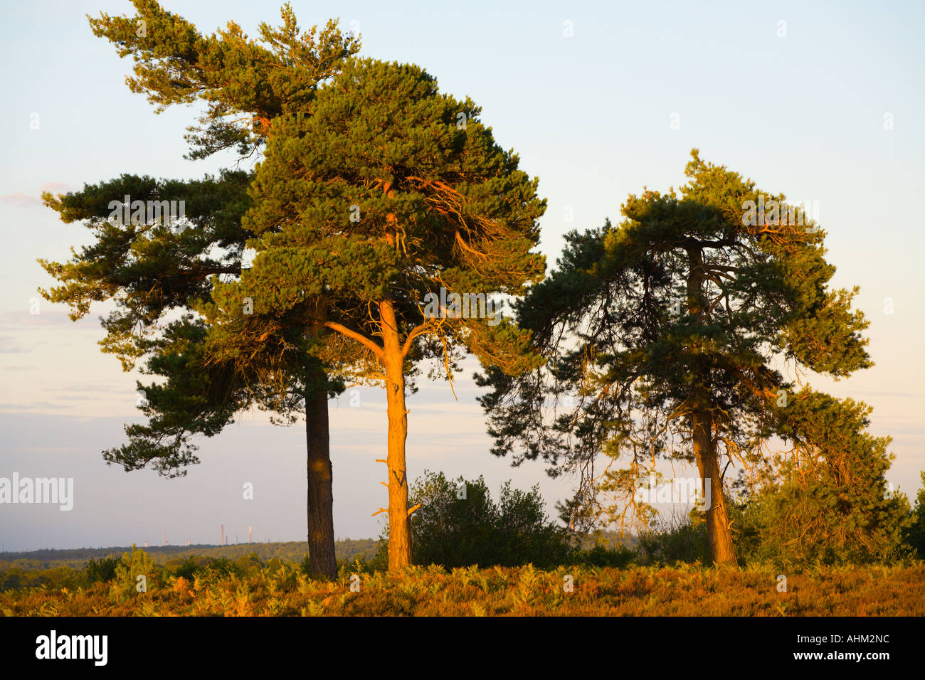 Scotts Pine trees on Holm Hill New Forest Hampshire UK Stock Photo