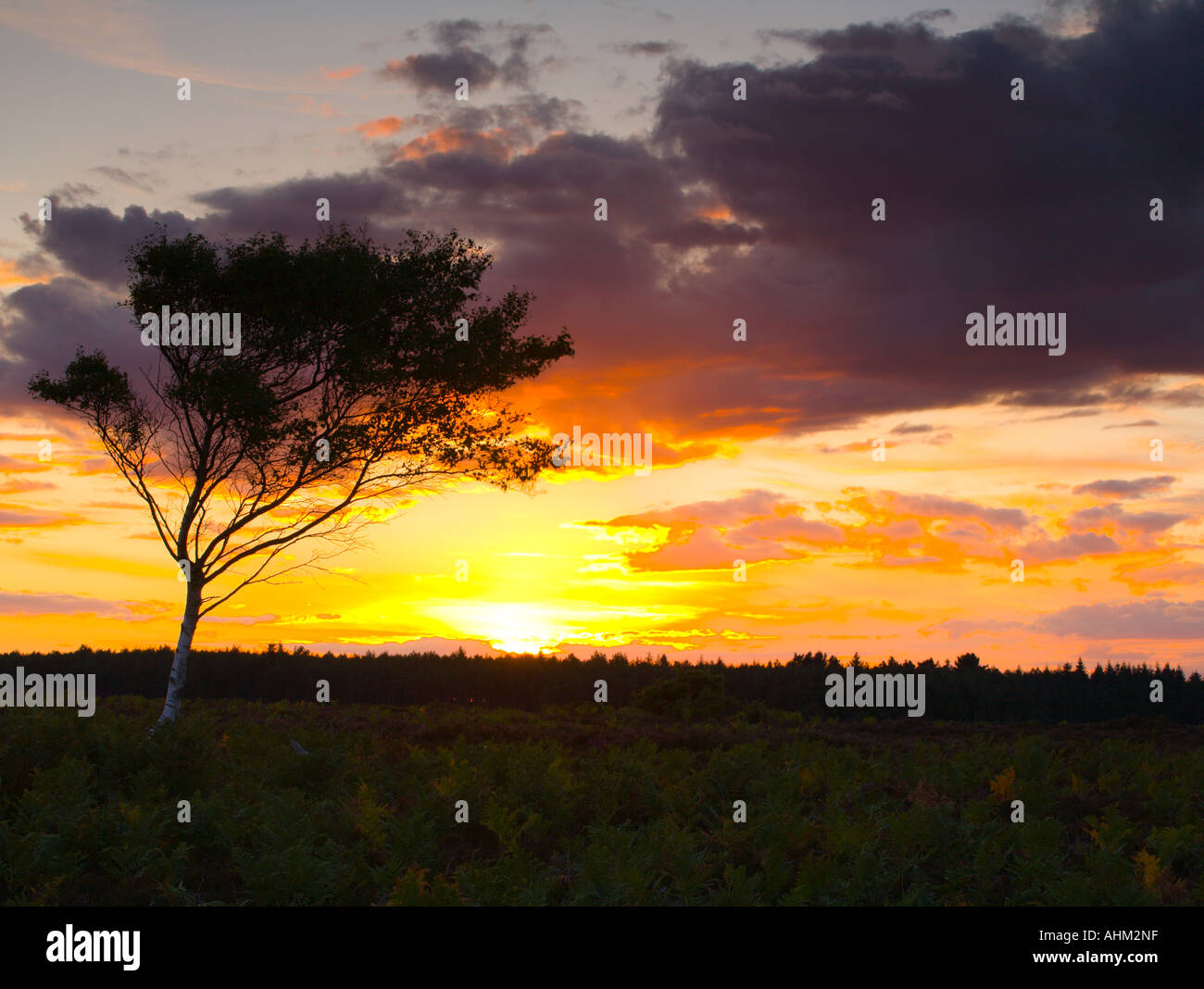 Silver Birch at Sunset on Holm Hill New Forest Hampshire UK Stock Photo