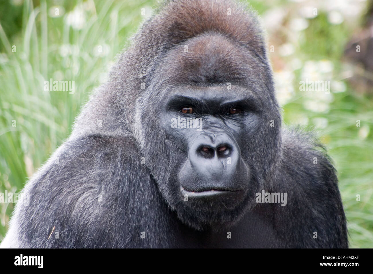 Male silverback lowland gorilla Stock Photo - Alamy
