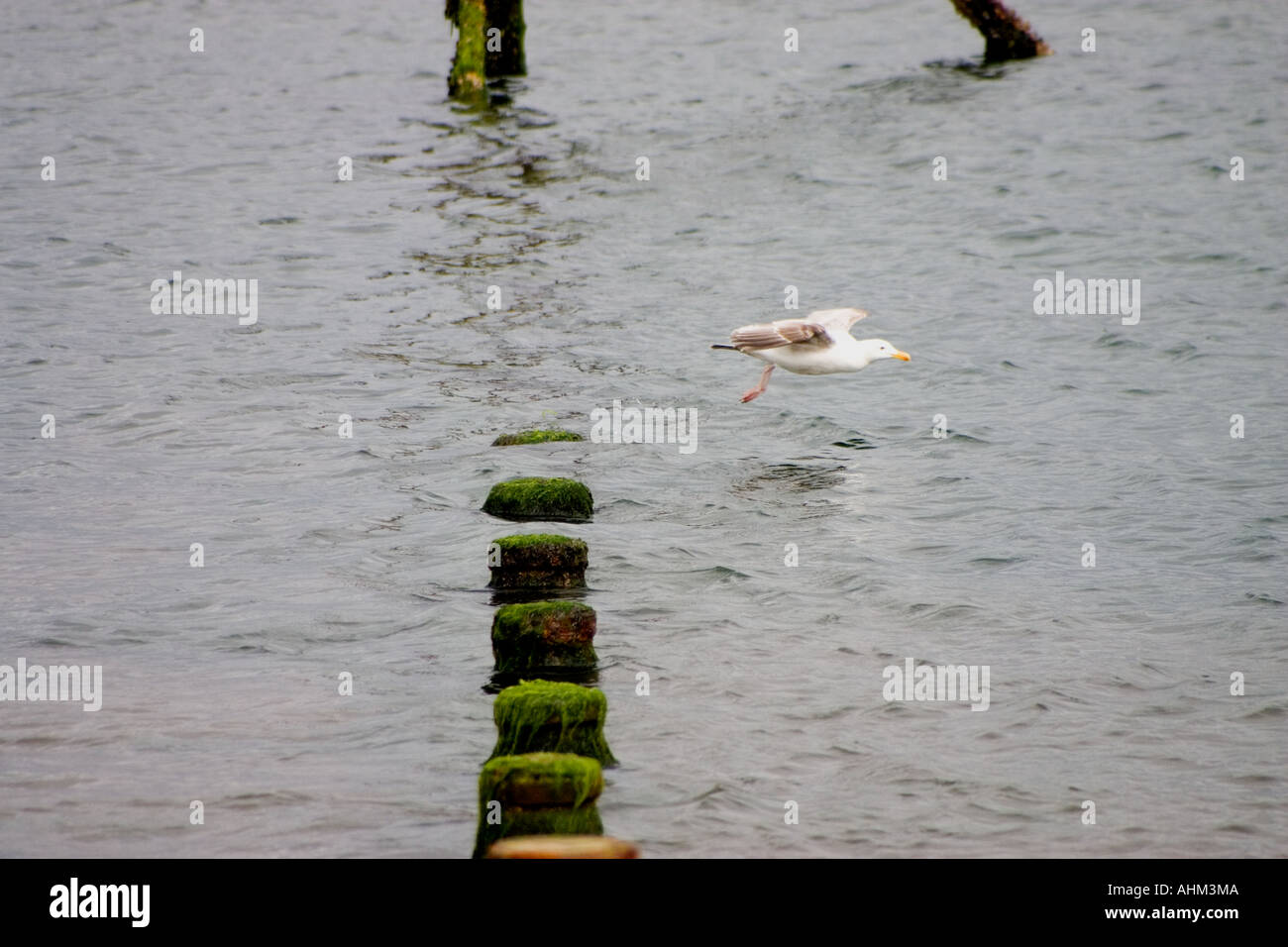 seagull at teignmouth Stock Photo