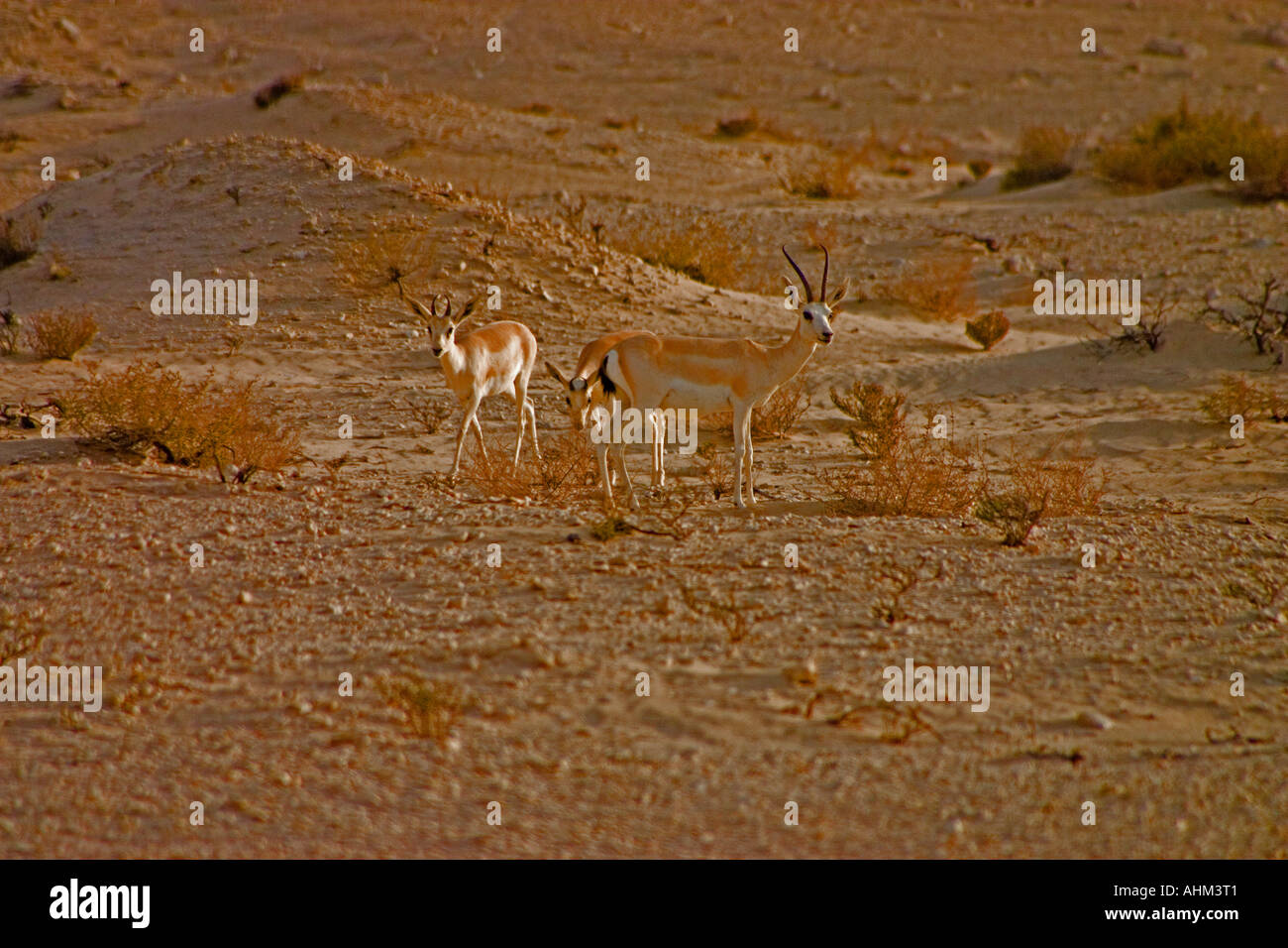 Arabian gazelle gazella arabica in hi-res stock photography and images ...