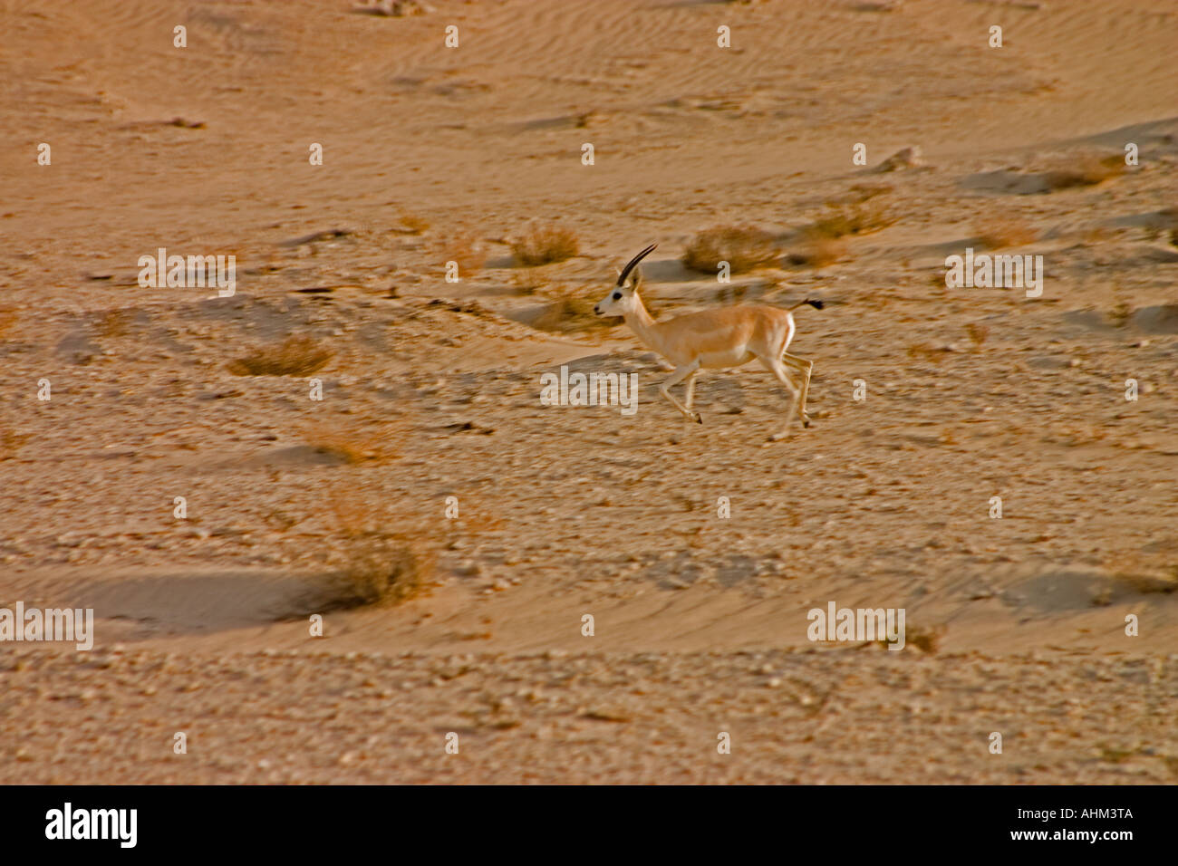 Arabian gazelle gazella arabica in hi-res stock photography and images ...