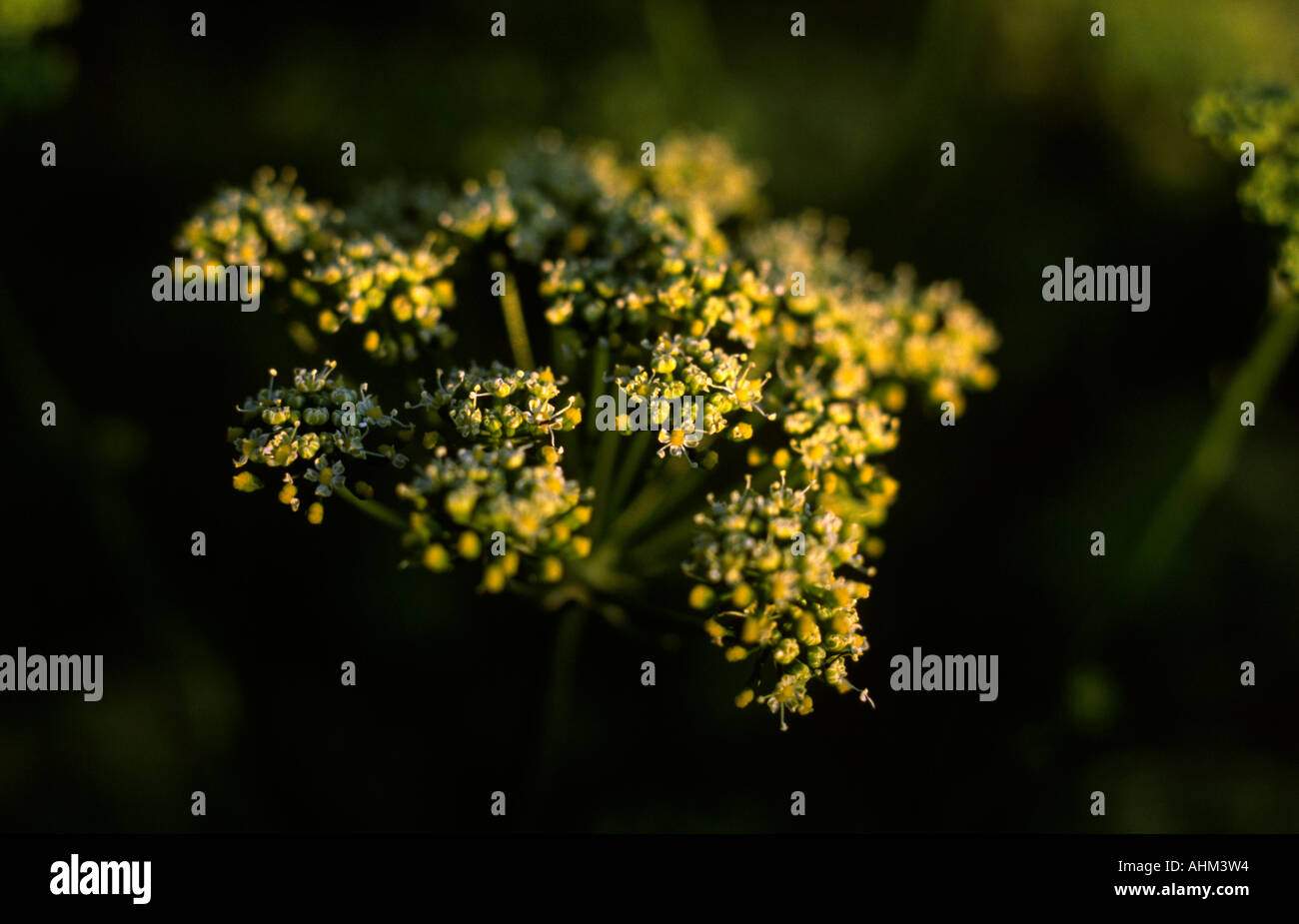 Parsley seed head Stock Photo Alamy