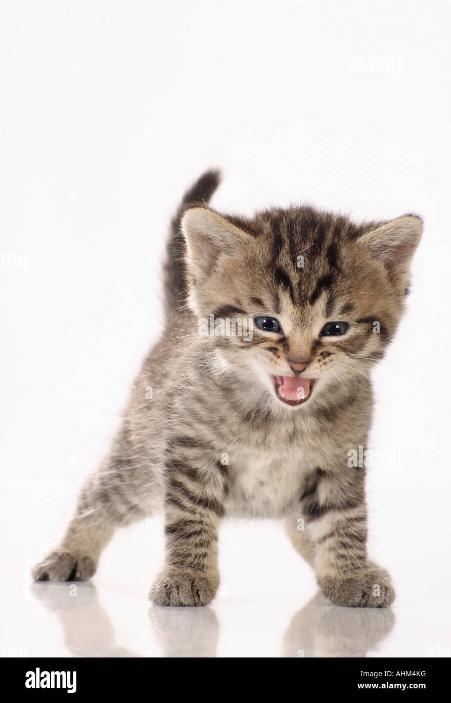 Domestic cat. Tabby kitten standing while meowing Stock Photo - Alamy