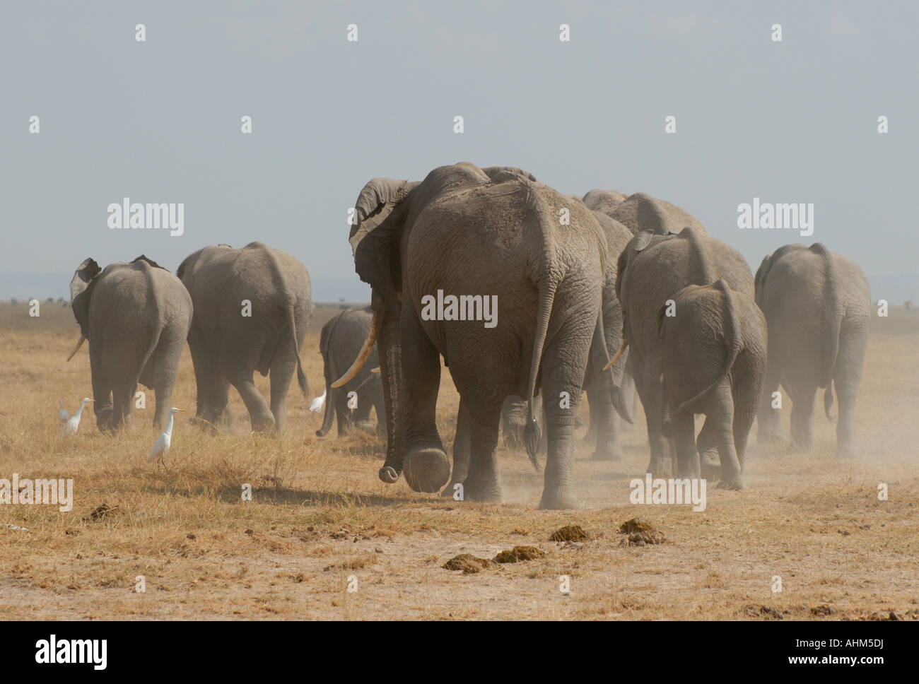 Elephant family group of females and calves in Amboseli National Park Kenya East Africa Stock Photo