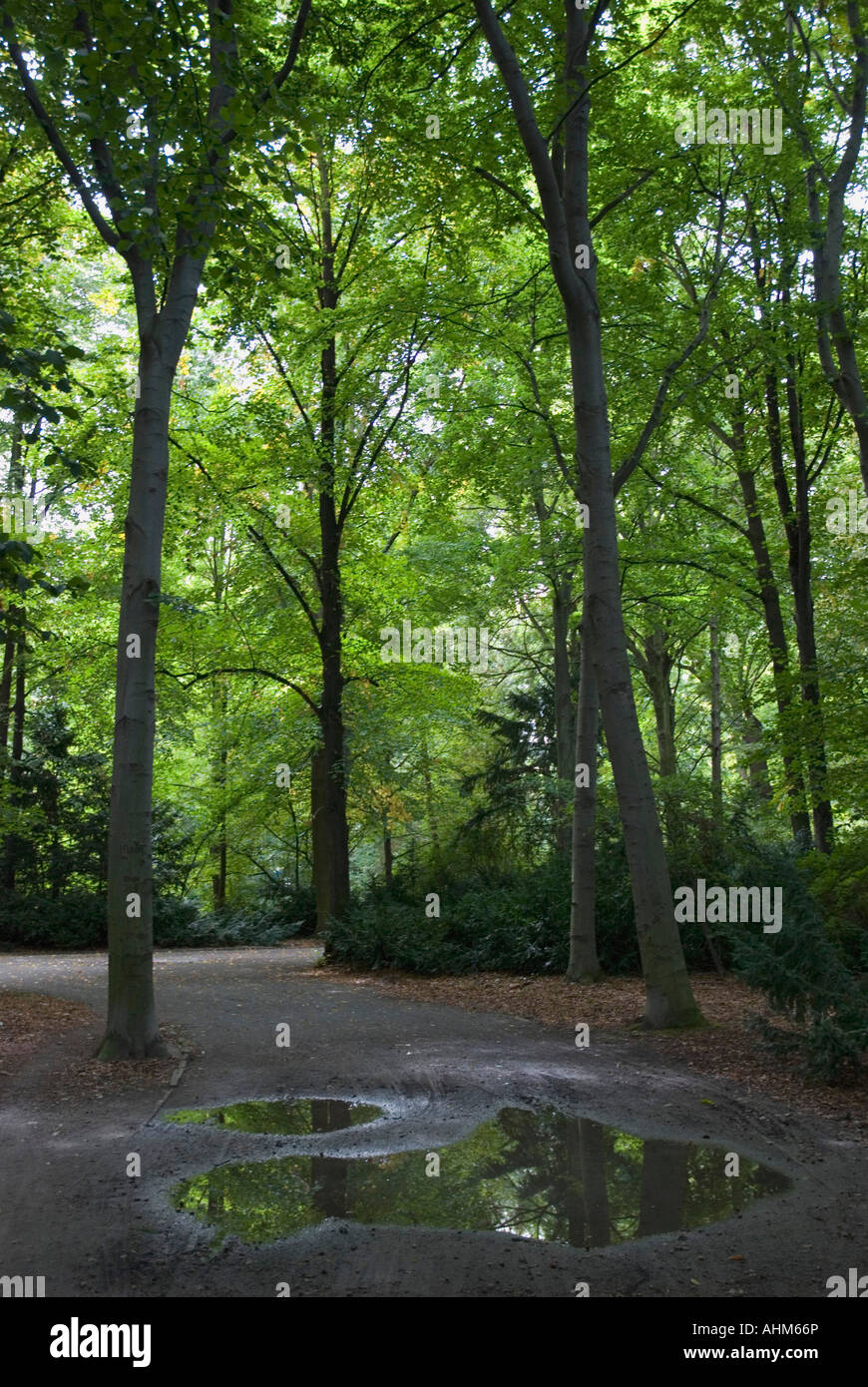 verde,green,parque,tiergarten,berlin,alemania,germany Stock Photo