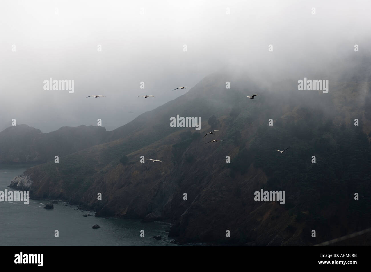 Pelicans fly near Golden Gate Bridge on a foggy summer day Stock Photo