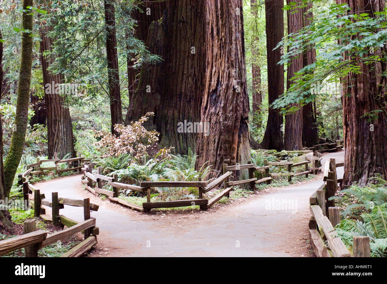 View of Muir Woods a popular National Park in California USA Giant red wood trees are protected here for viewing Stock Photo