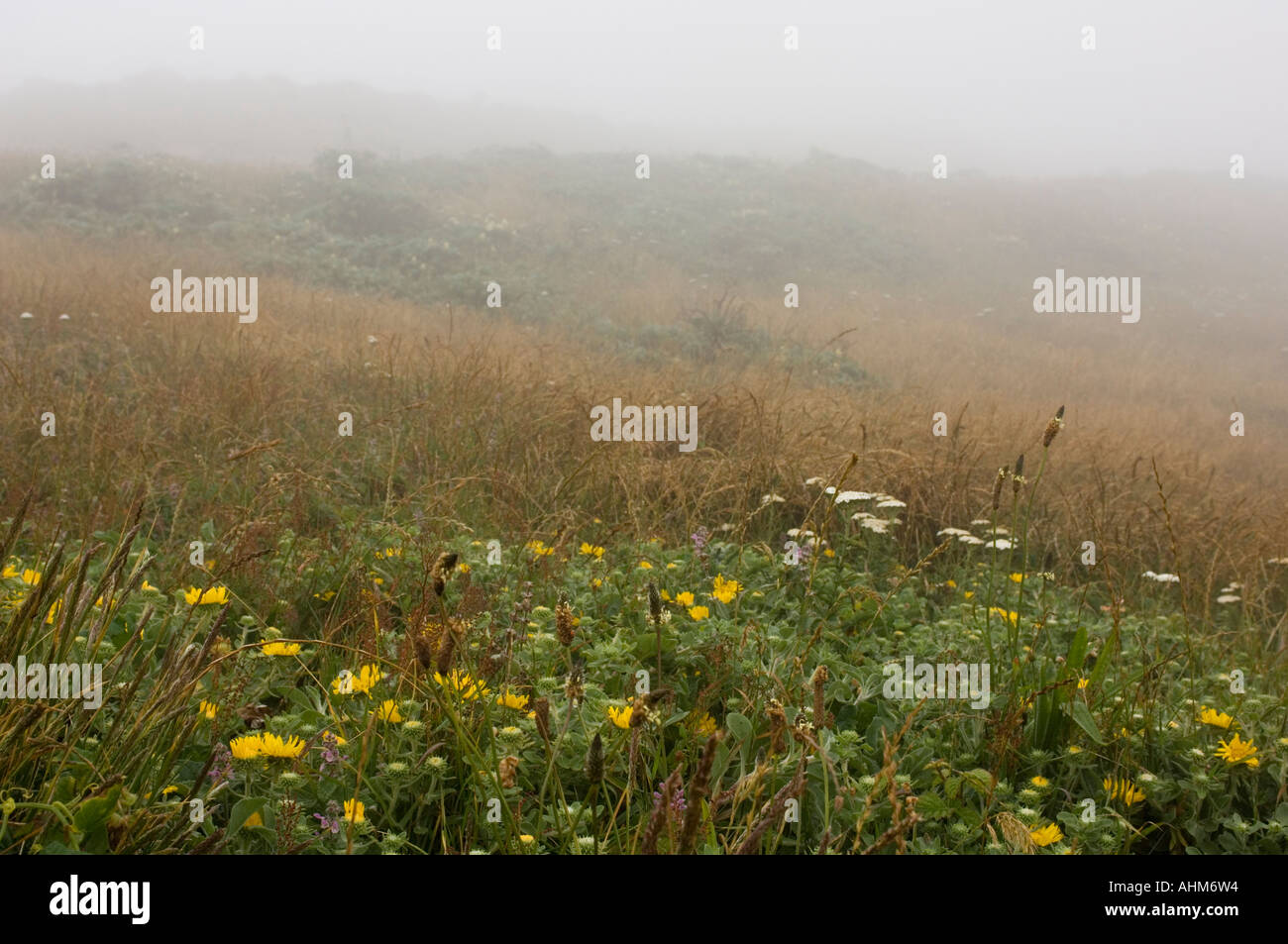 Flowers by Point Reyes Lighthouse California on a foggy summer day Stock Photo