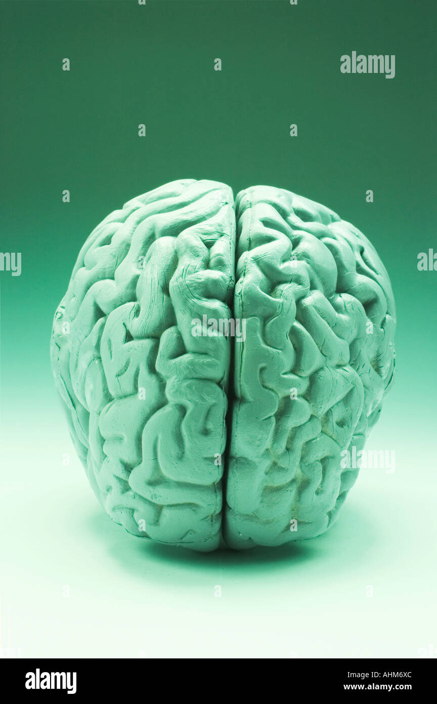 Anatomy Specimen of Human Brain Stock Photo Alamy