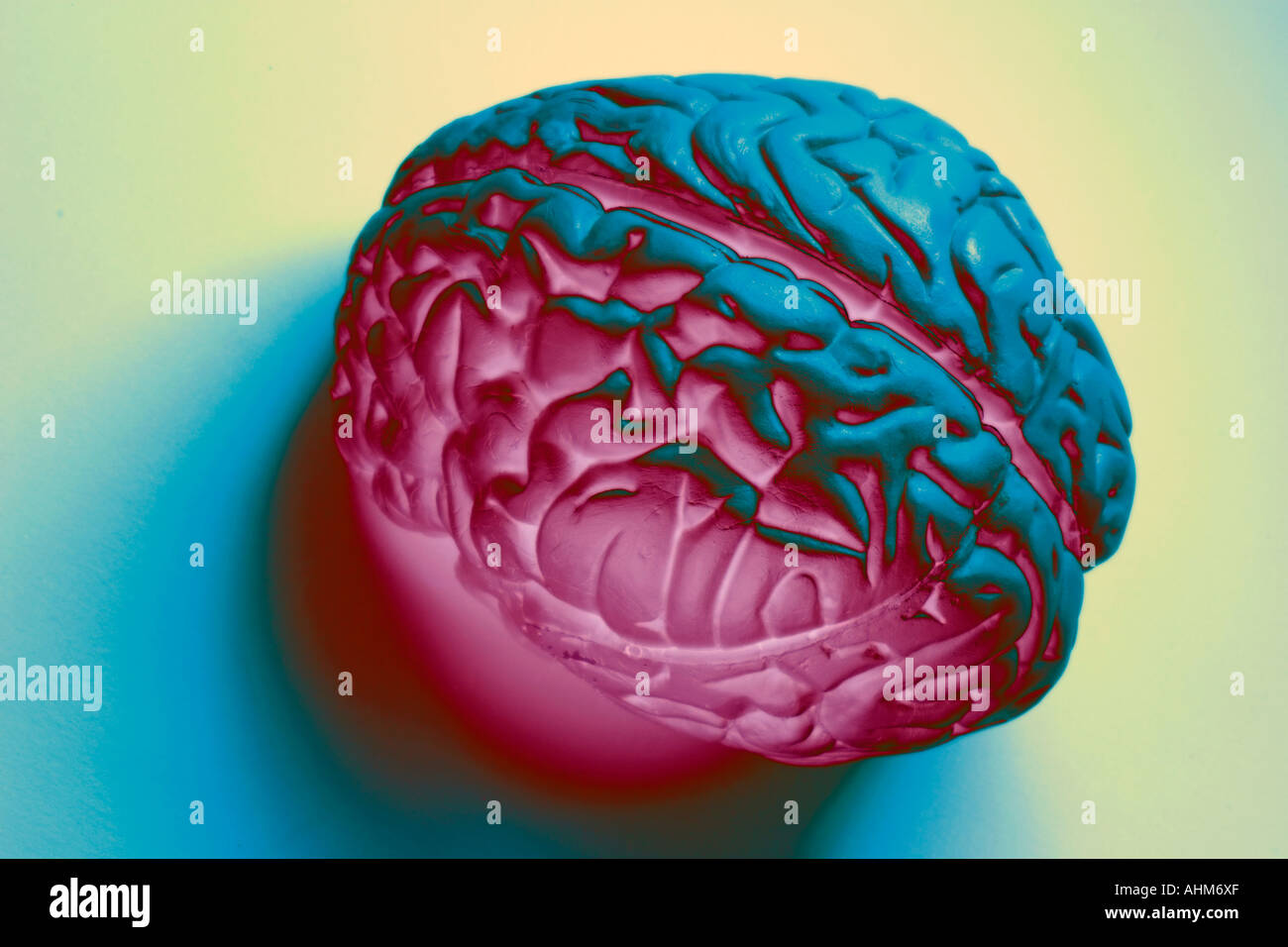 Anatomy Specimen of Human Brain Stock Photo Alamy