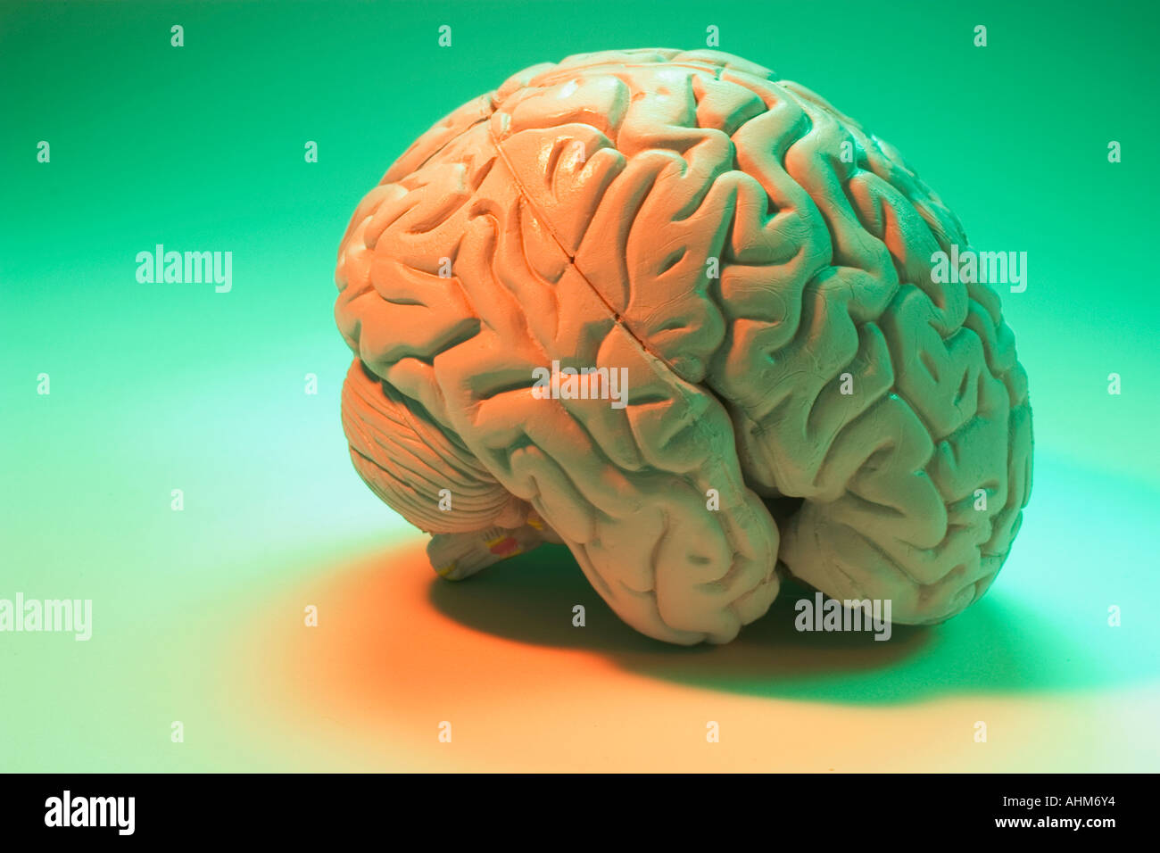 Anatomy Specimen of Human Brain Stock Photo Alamy