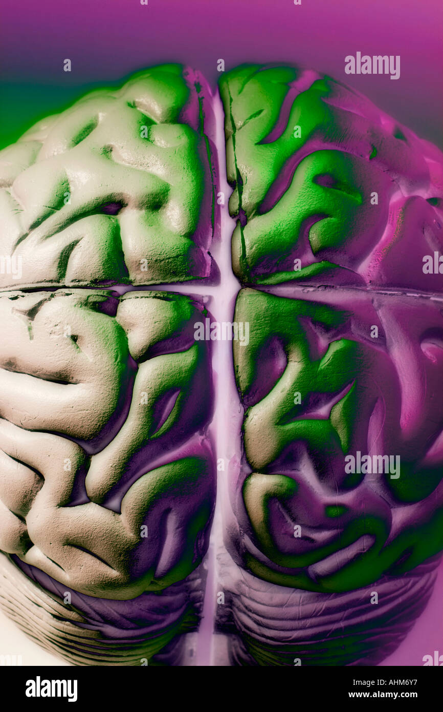 Anatomy Specimen of Human Brain Stock Photo Alamy