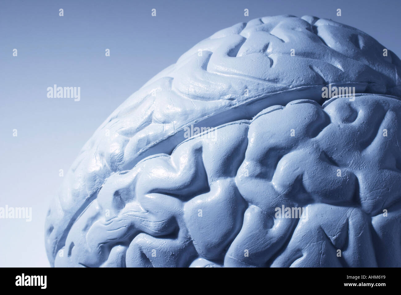 Anatomy Specimen of Human Brain Stock Photo Alamy