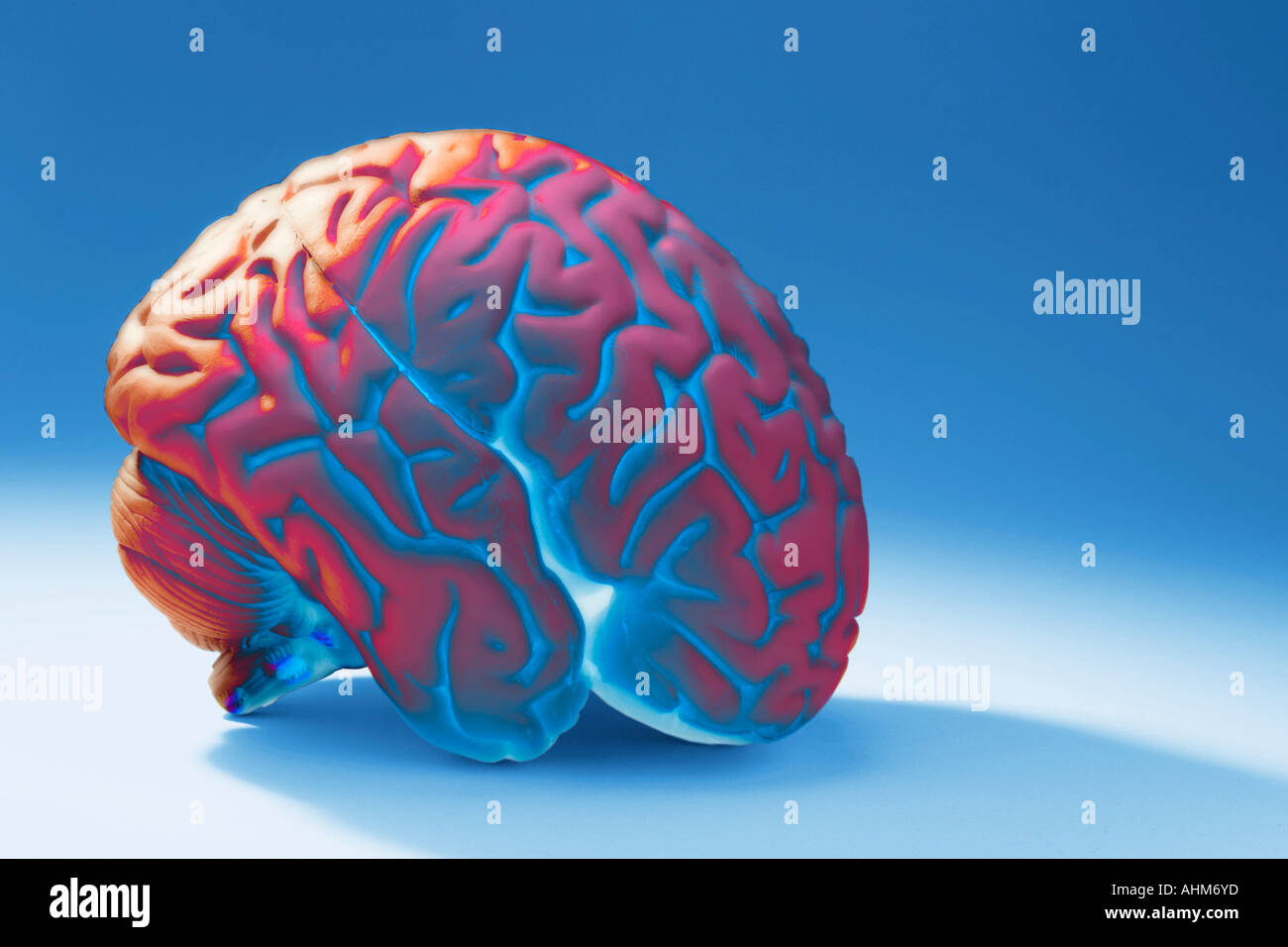 Anatomy Specimen of Human Brain Stock Photo Alamy