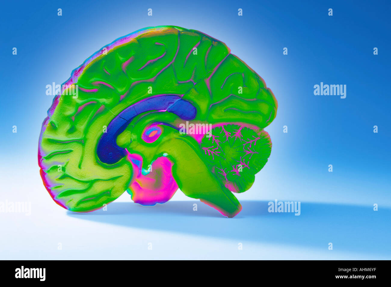 Anatomy Specimen of Human Brain Stock Photo Alamy