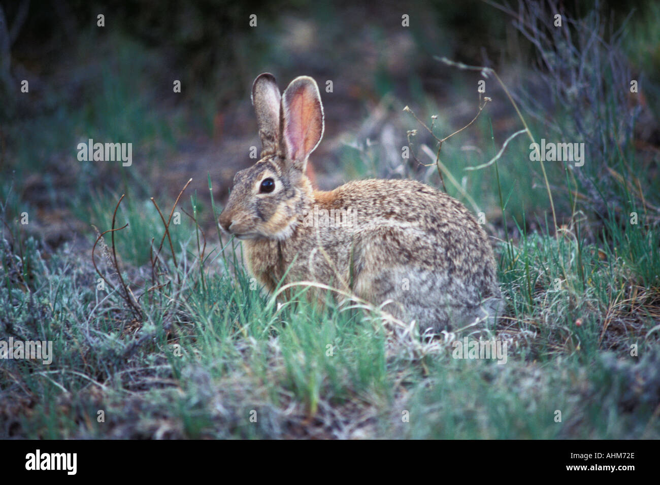 Anxiety distress fright alarmed immobile hidden hires stock