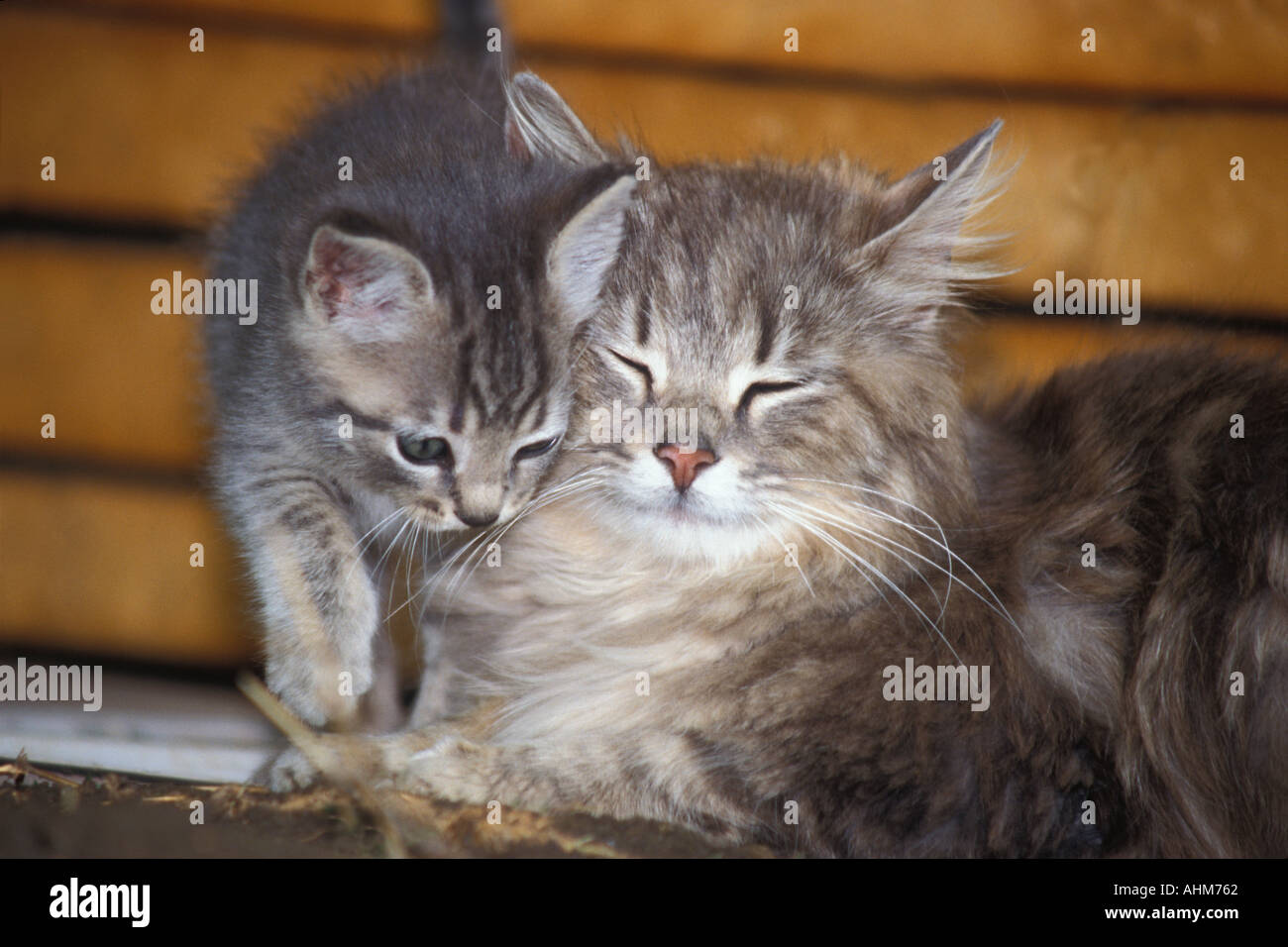 Cat and Kitten Stock Photo Alamy