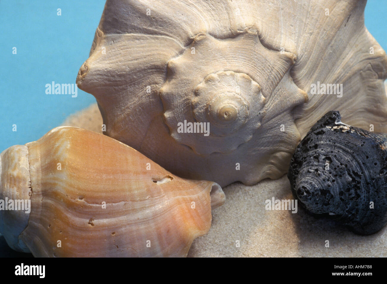 3 Shells On Beach Hi-res Stock Photography And Images - Alamy