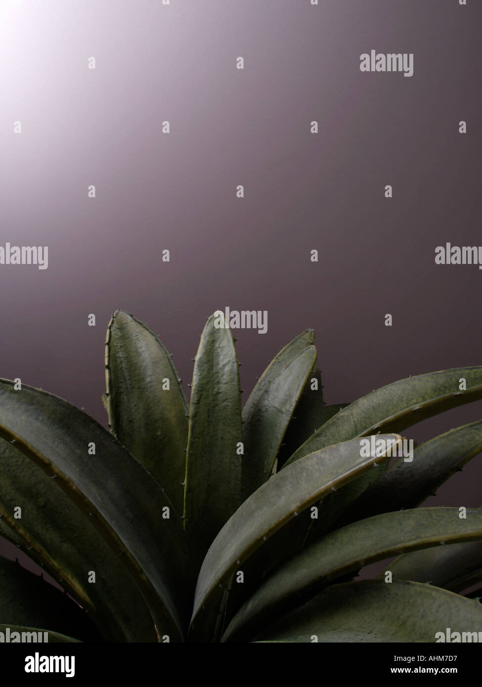 semi abstract shot of a plant in front of a lavender colored wall Stock Photo