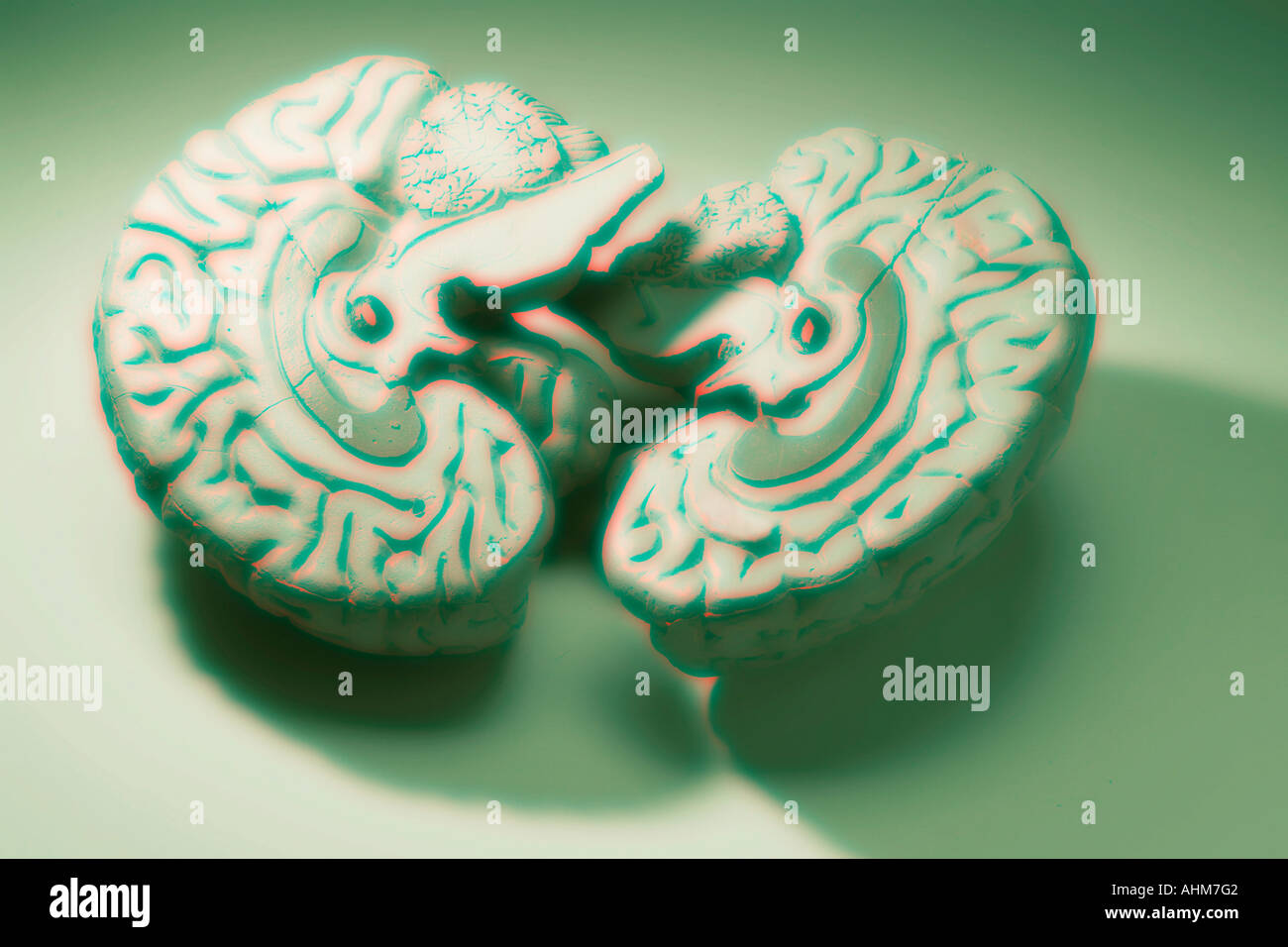 Anatomy Specimen of Human Brain Stock Photo Alamy