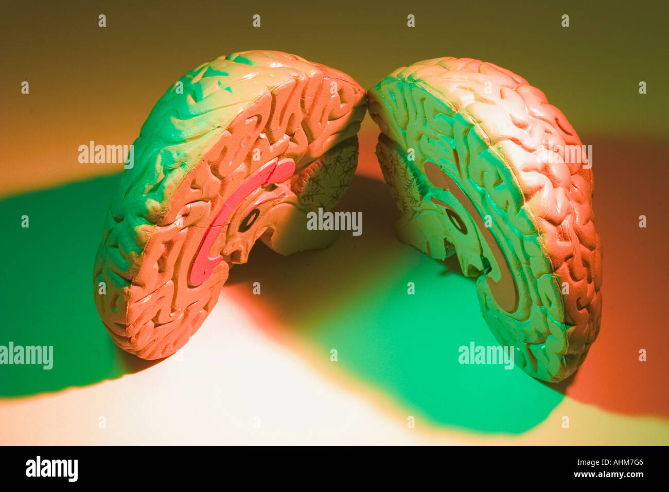 Anatomy Specimen of Human Brain Stock Photo
