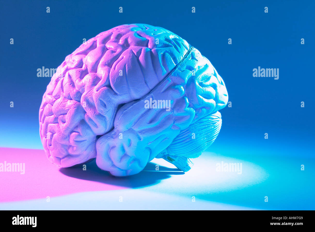 Anatomy Specimen of Human Brain Stock Photo Alamy