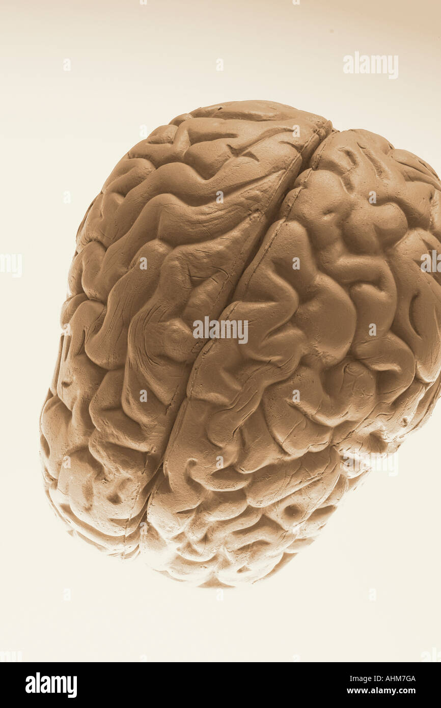Anatomy Specimen of Human Brain Stock Photo Alamy