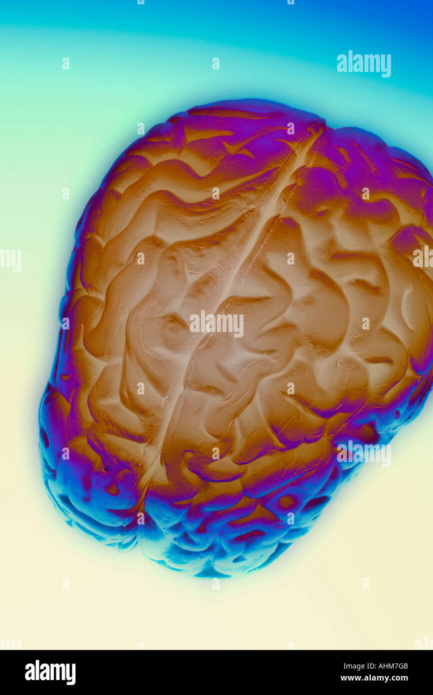 Anatomy Specimen of Human Brain Stock Photo Alamy