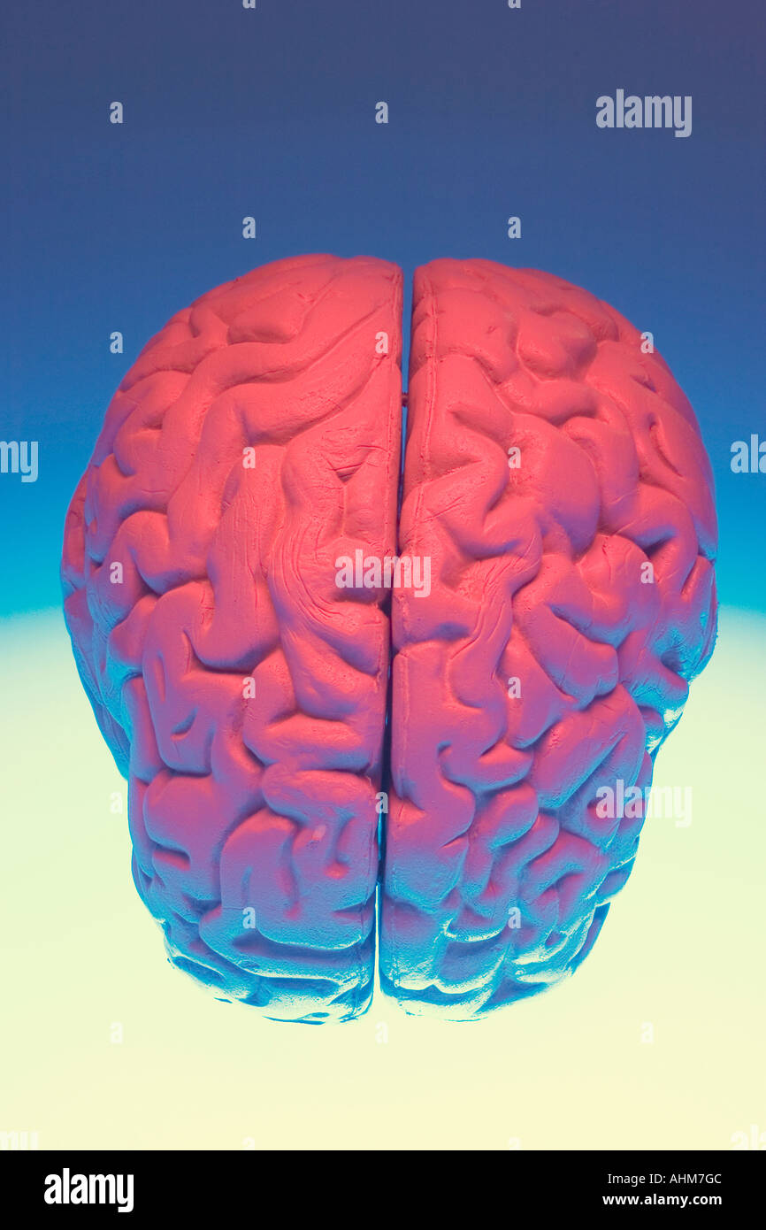 Anatomy Specimen of Human Brain Stock Photo Alamy