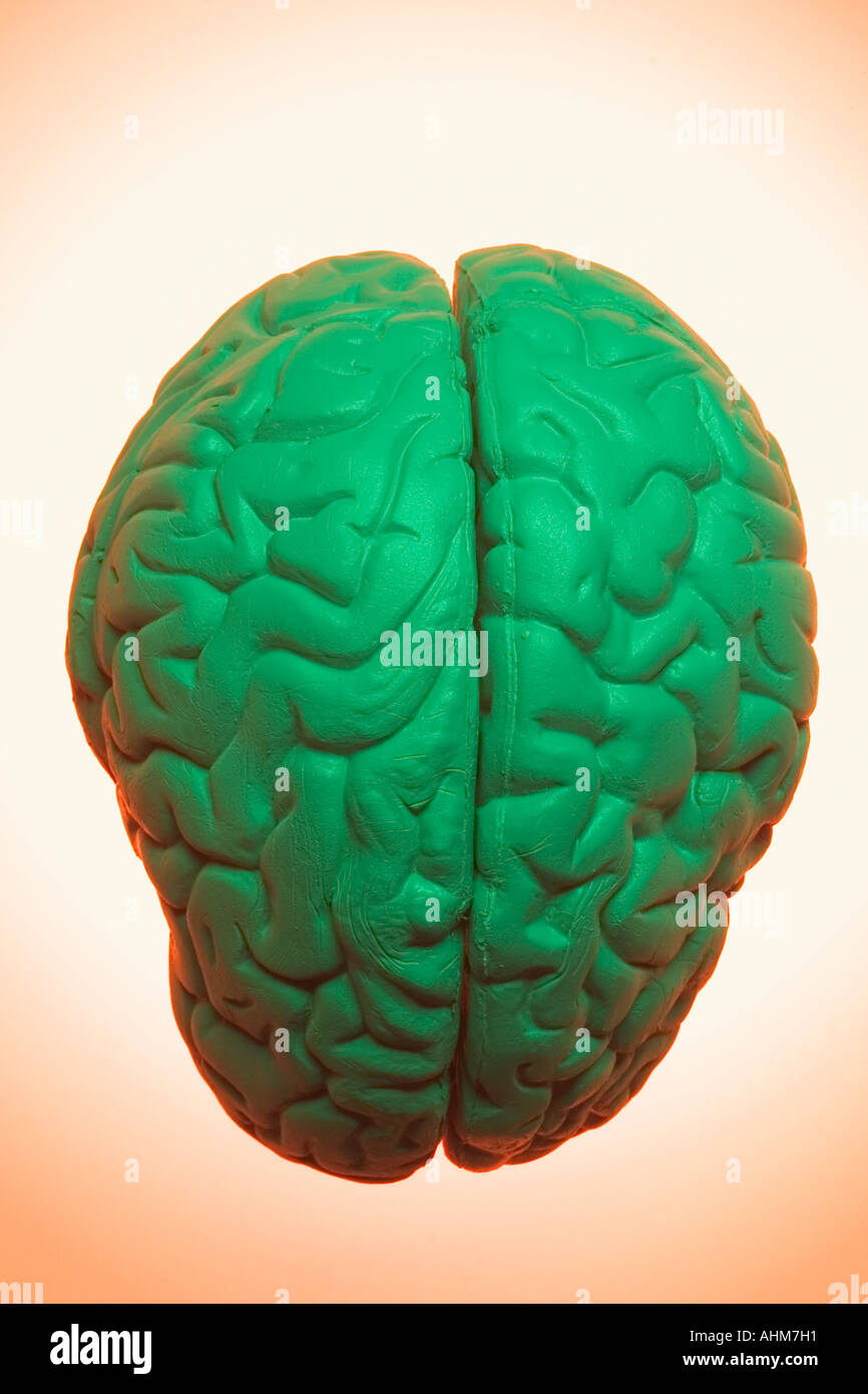 Anatomy Specimen of Human Brain Stock Photo Alamy
