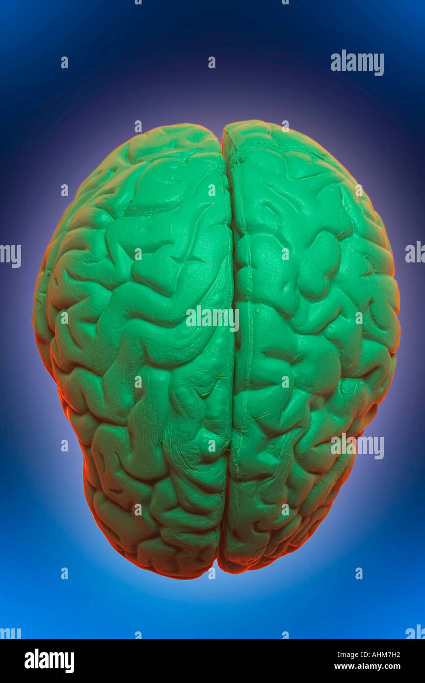 Anatomy Specimen of Human Brain Stock Photo Alamy
