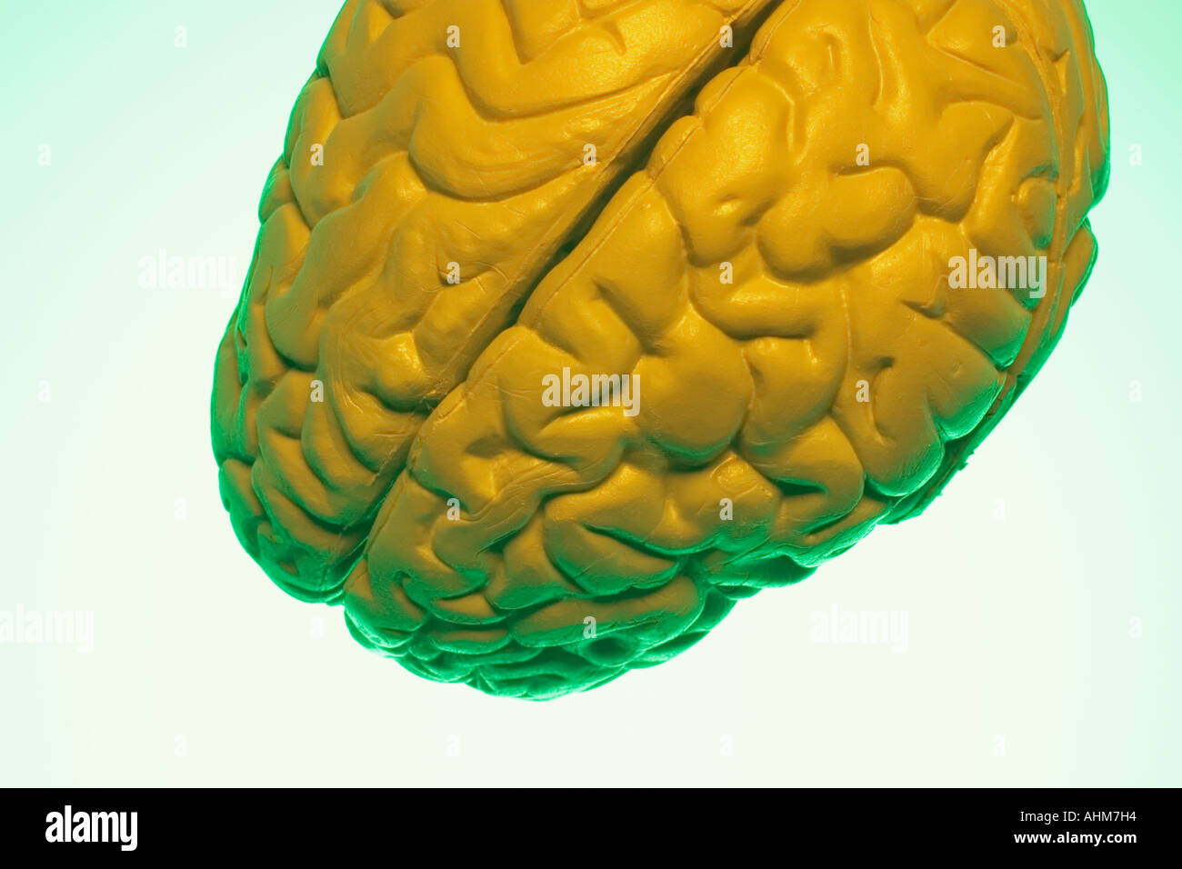 Anatomy Specimen of Human Brain Stock Photo Alamy