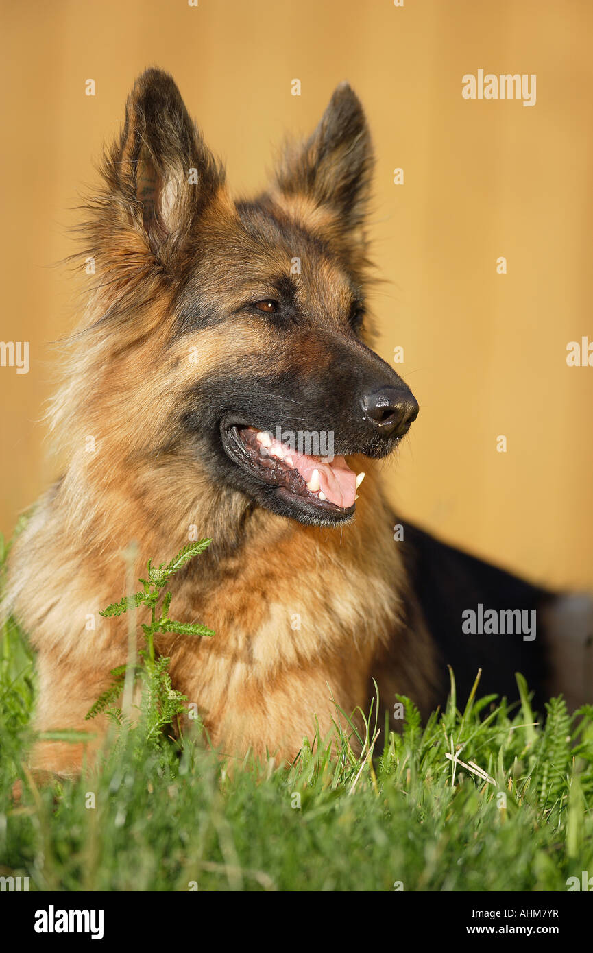German Shepherd dog - lying on meadow Stock Photo