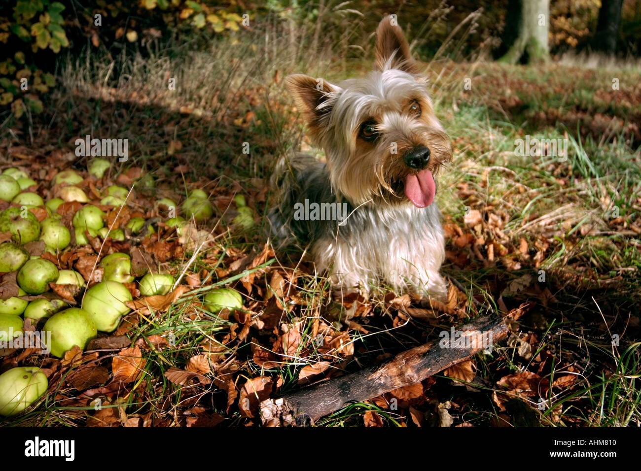 autumn leaves dog apple Stock Photo - Alamy - White Apple Leaves Dog Illness Symptoms