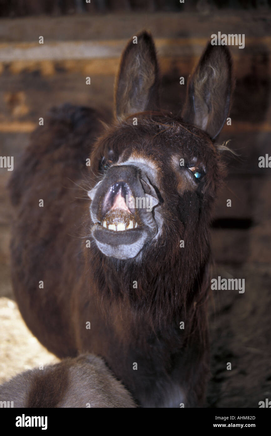 Donkey teeth hires stock photography and images Alamy